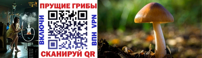 Купить  Среднеуральск  Псилоцибиновые грибы прущие грибы 